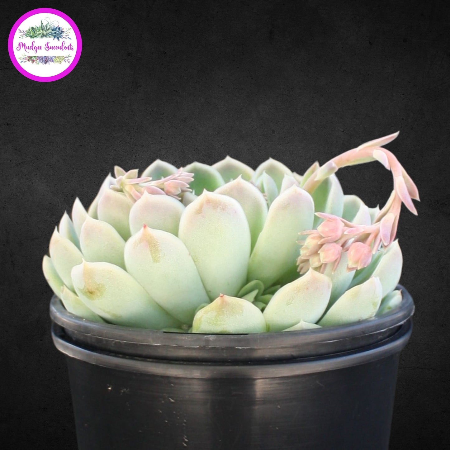 Succulent Plant - Echeveria elegans - Mudgee Succulents Online Shop