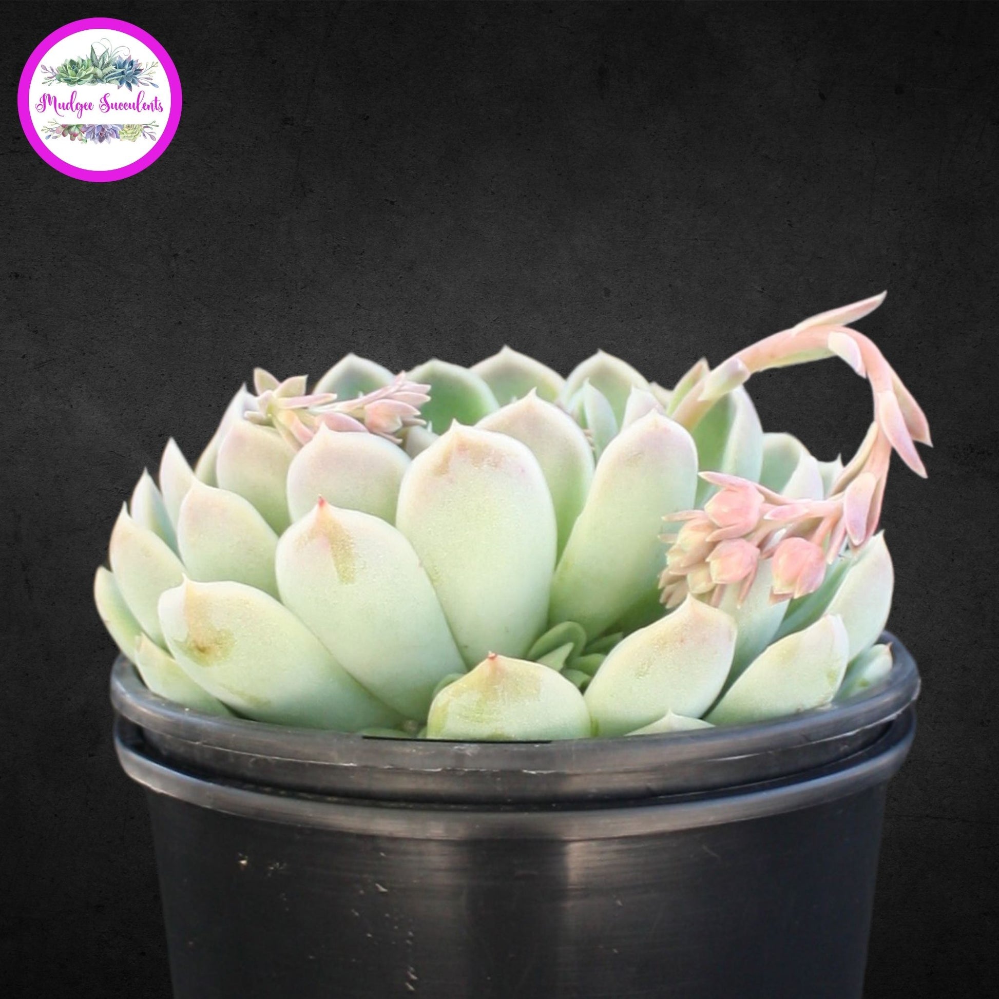 Succulent Plant - Echeveria elegans - Mudgee Succulents Online Shop