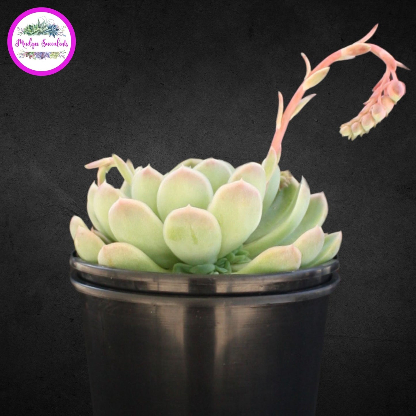 Succulent Plant - Echeveria elegans - Mudgee Succulents Online Shop