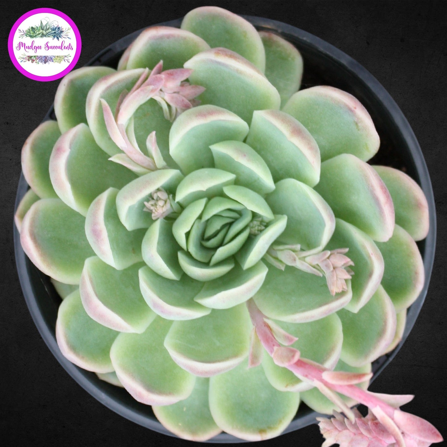 Succulent Plant - Echeveria elegans - Mudgee Succulents Online Shop