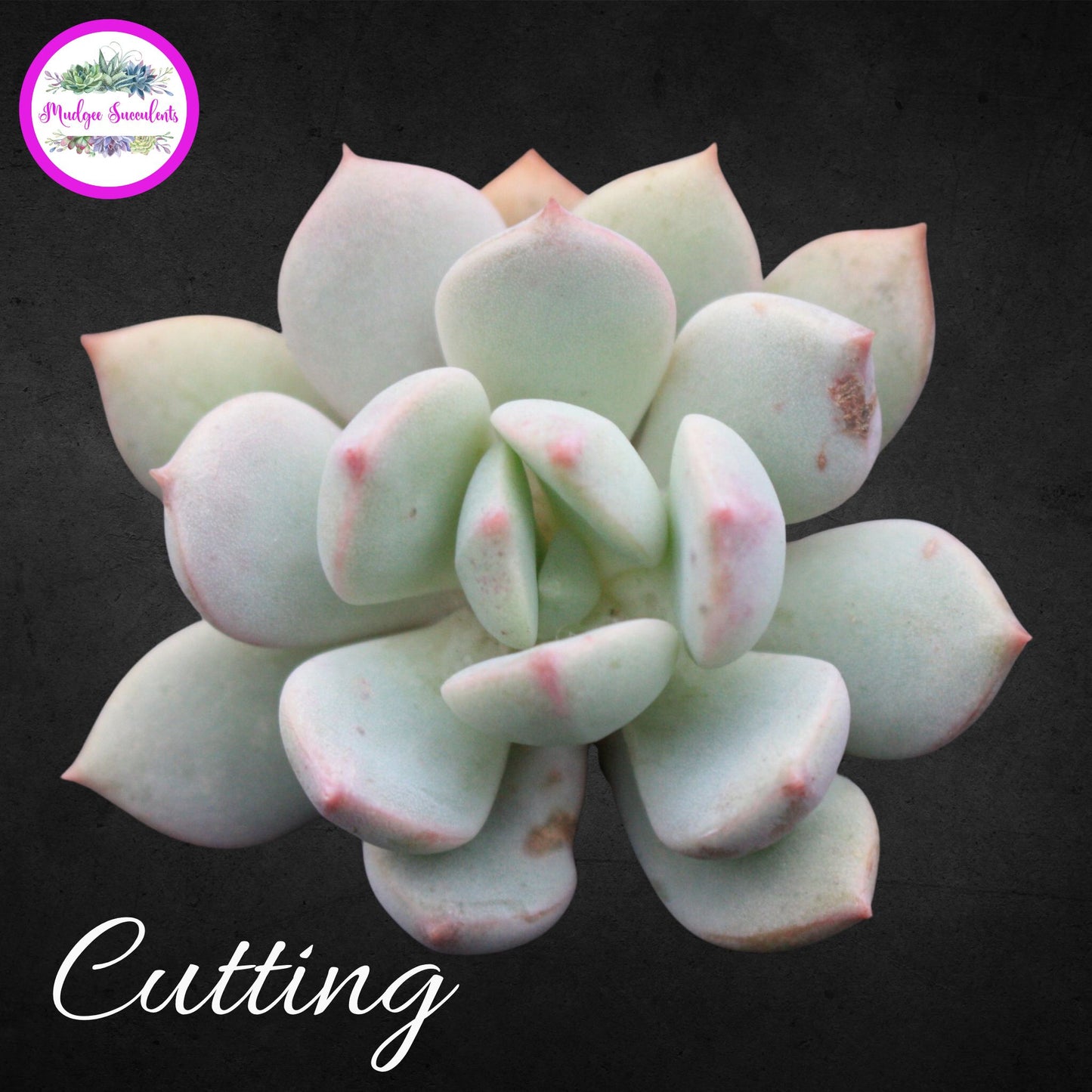 a grim one succulent Graptoveria 'A Grim One' | Mudgee Succulents