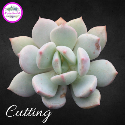 Succulent Cutting - Graptoveria 'A Grim One' - Mudgee Succulents Online Shop