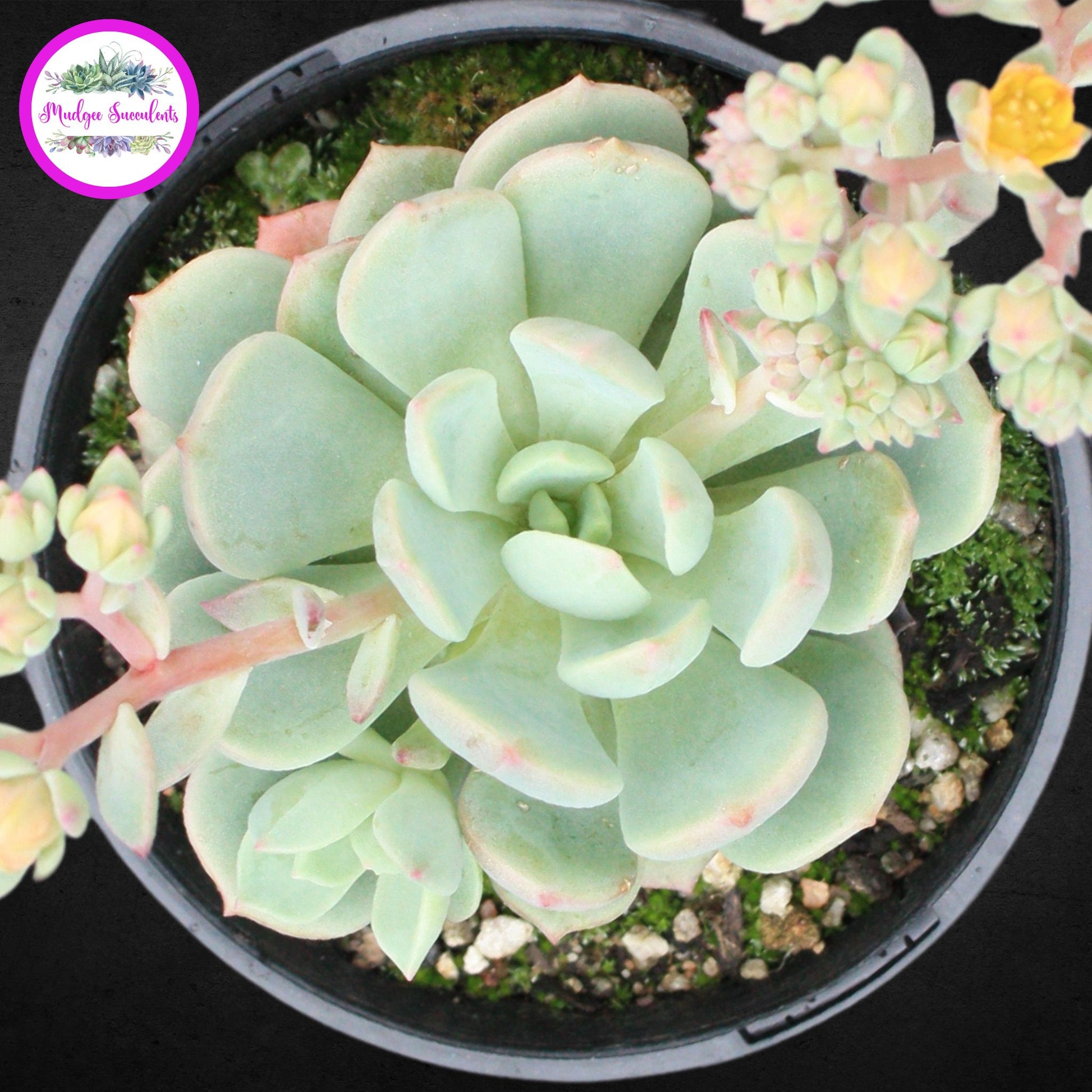 a grim one succulent Graptoveria 'A Grim One' | Mudgee Succulents