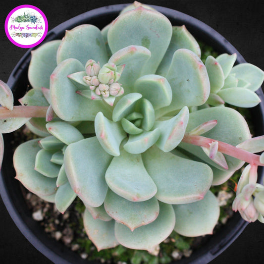 Succulent Plant - Graptoveria 'A Grim One' - Mudgee Succulents Online Shop