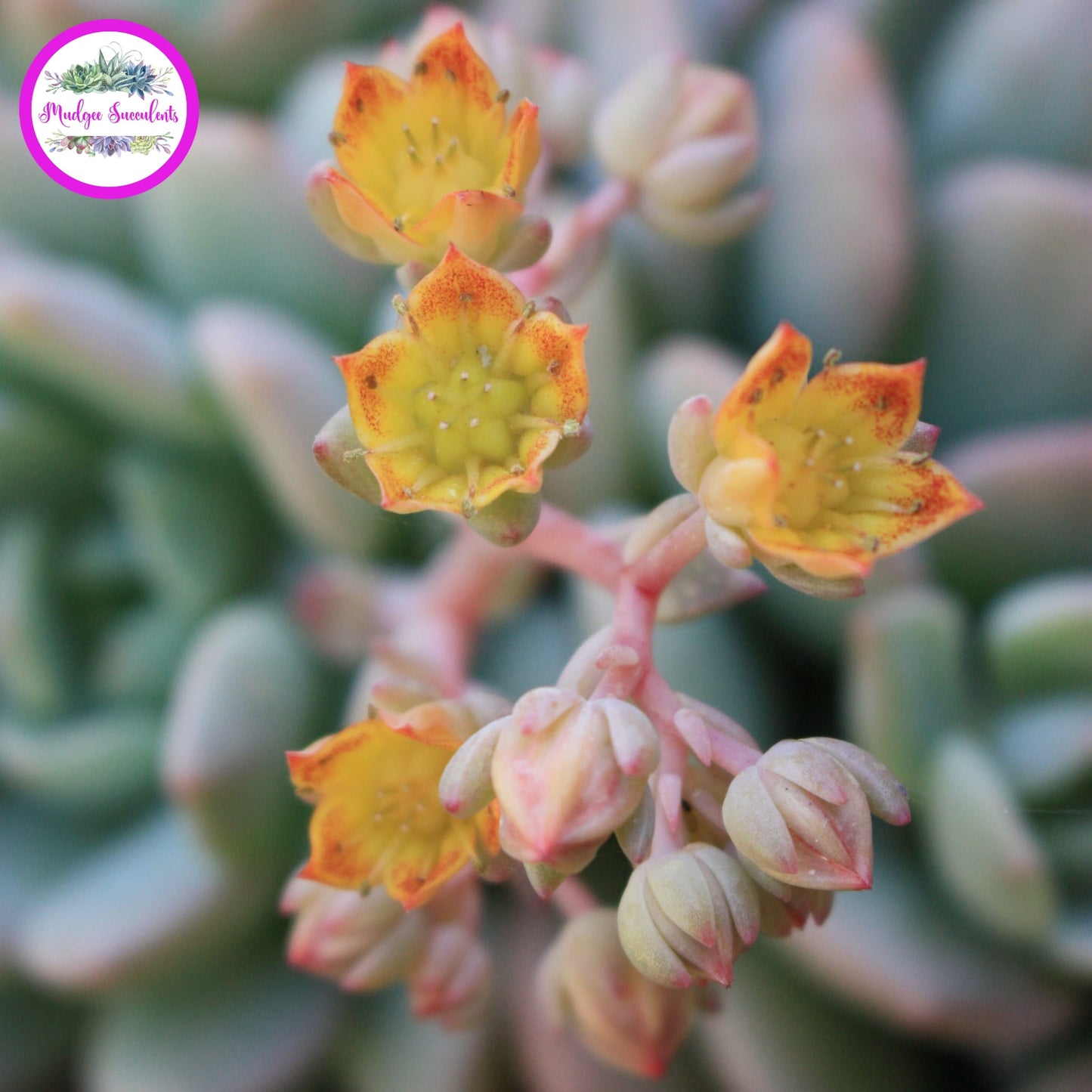 Close-up of Graptoveria ‘A Grim One’ succulent flowers with yellow petals, orange-red markings and pale pink buds.