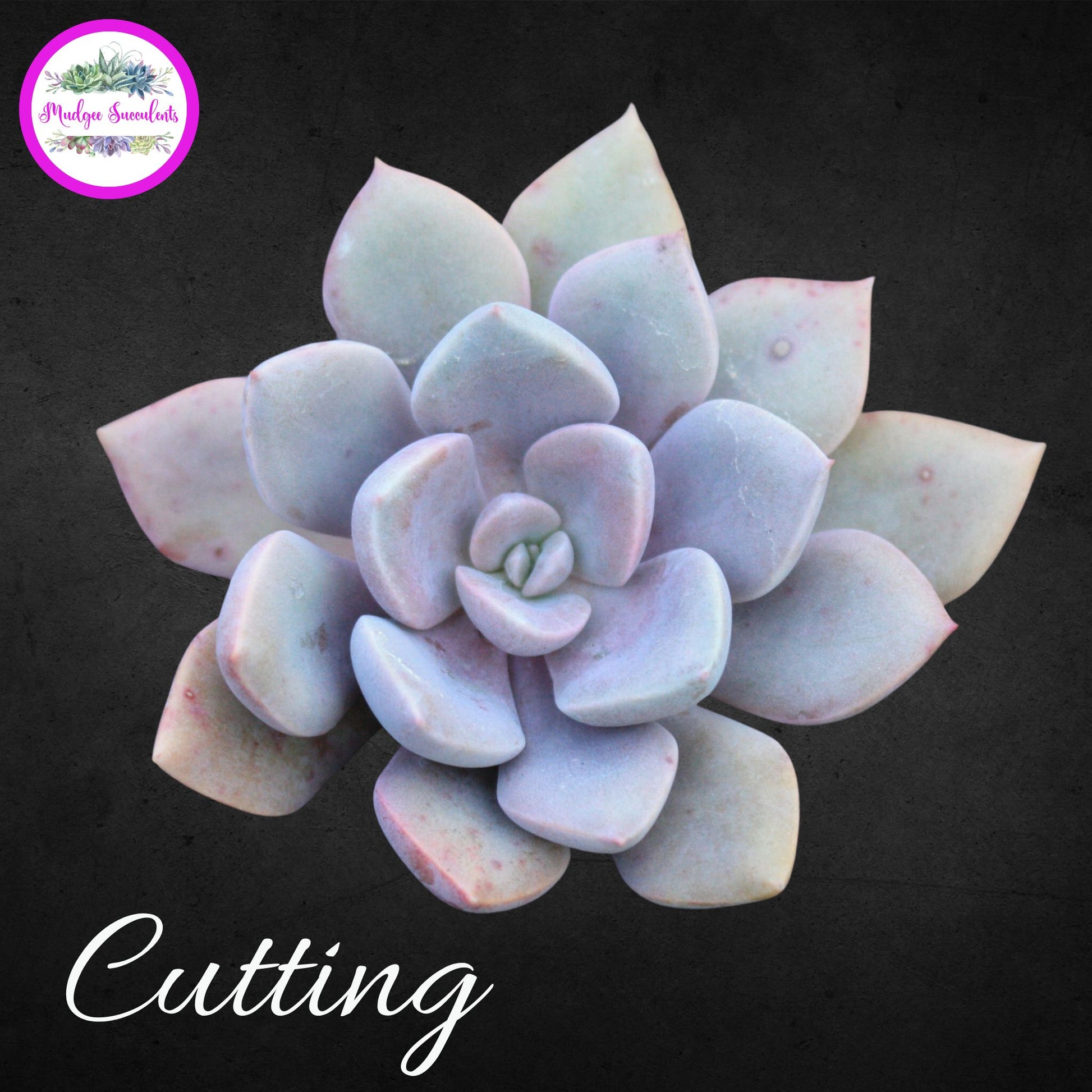 Succulent Plant - Graptoveria 'Debbi' - Mudgee Succulents