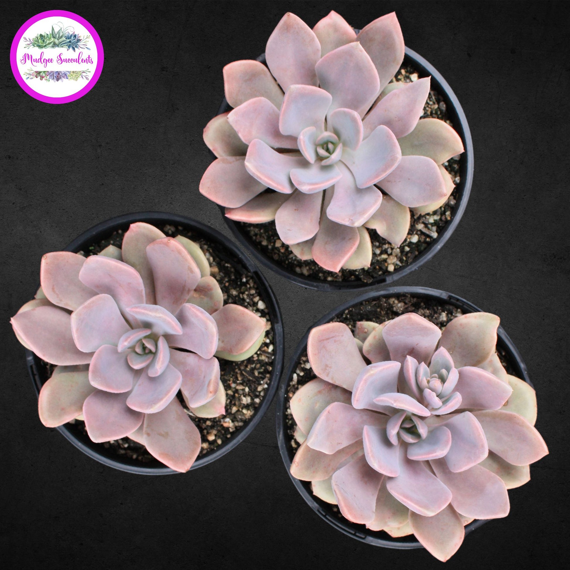 Succulent Plant - Graptoveria 'Debbi' - Mudgee Succulents