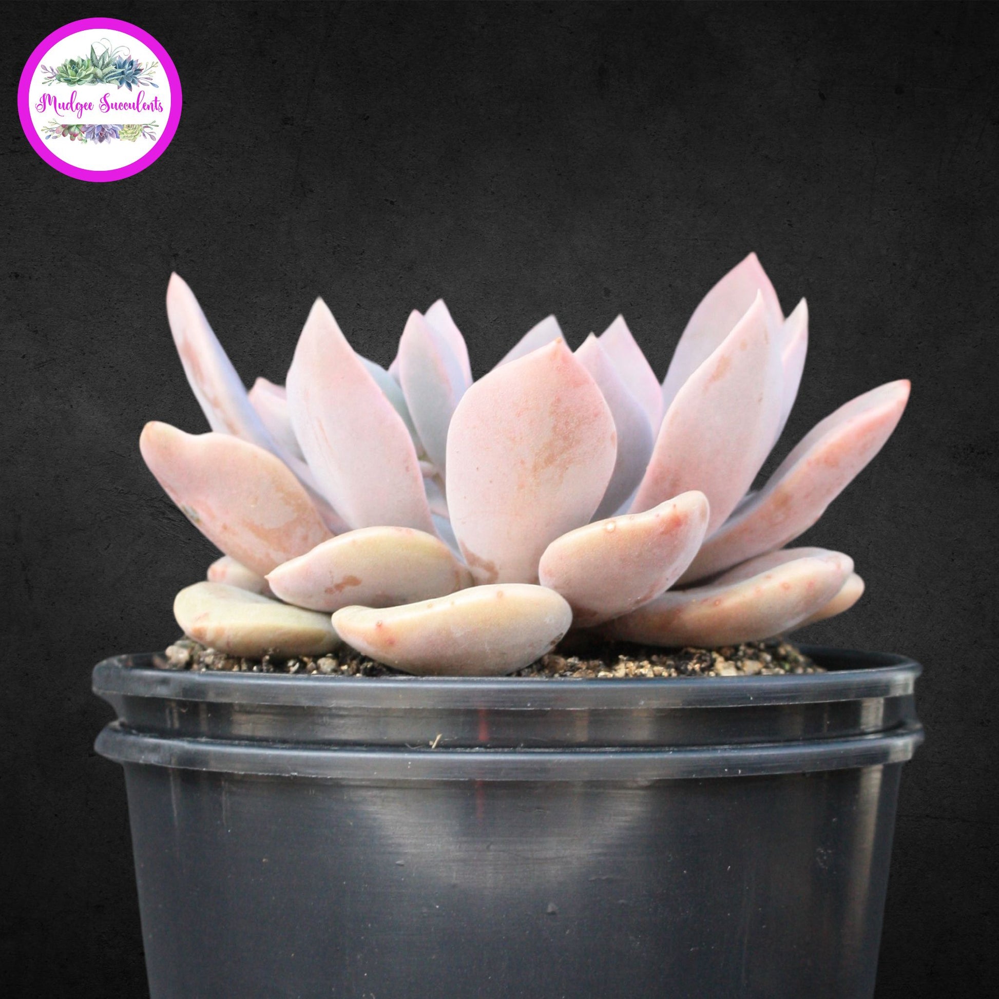 Succulent Plant - Graptoveria 'Debbi' - Mudgee Succulents
