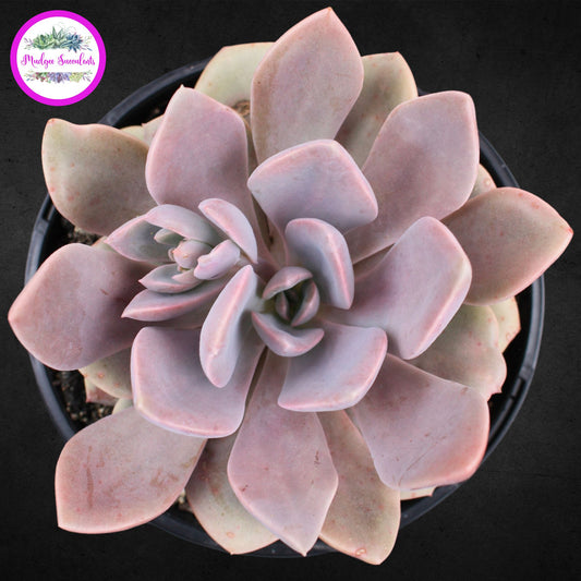 Succulent Plant - Graptoveria 'Debbi' - Mudgee Succulents