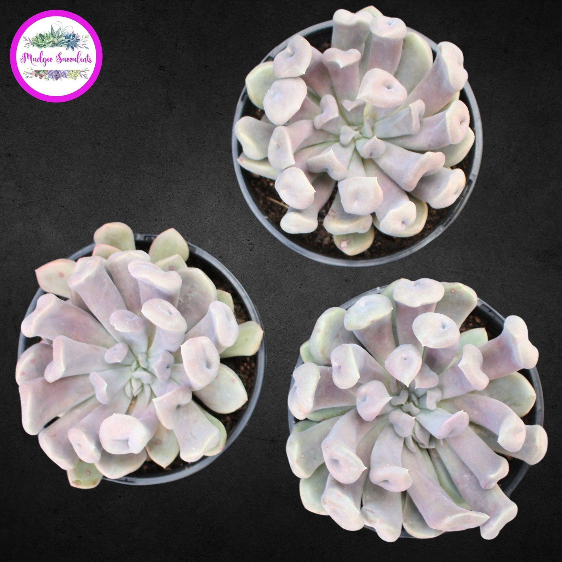topsy debbie succulent Graptoveria 'Topsy Debbie' aka 'Lilac Spoons' | Mudgee Succulents