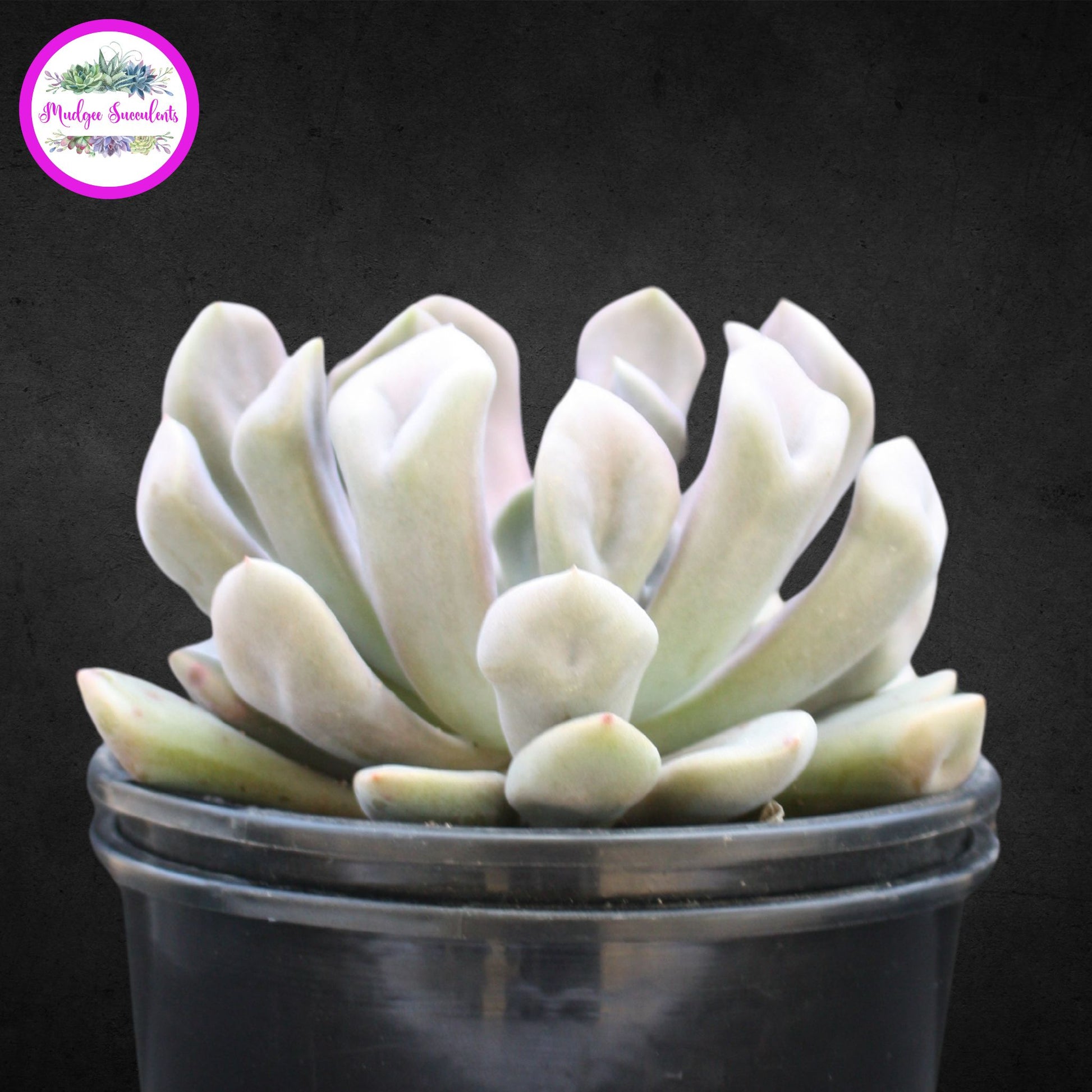 topsy debbie succulent Graptoveria 'Topsy Debbie' aka 'Lilac Spoons' | Mudgee Succulents