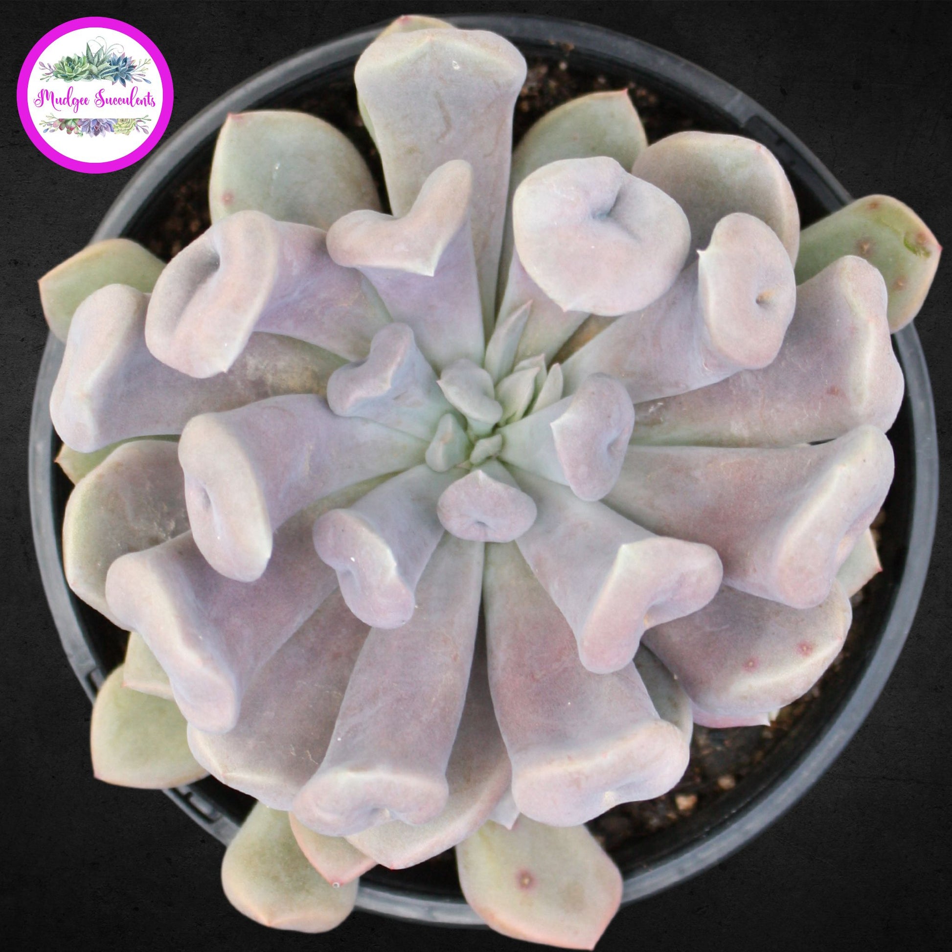 lilac spoons succulent Graptoveria 'Topsy Debbie' aka 'Lilac Spoons' | Mudgee Succulents