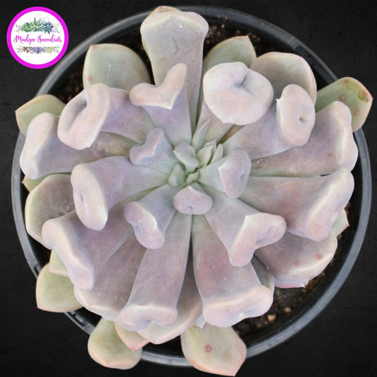 Succulent Plant - Graptoveria 'Topsy Debbi' - Mudgee Succulents