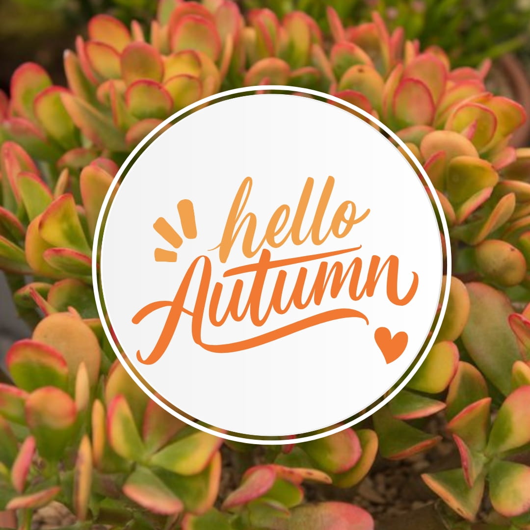 Colourful Succulent leaves in the background of the image, with text in the center of the image that reads "Hello Autumn" 