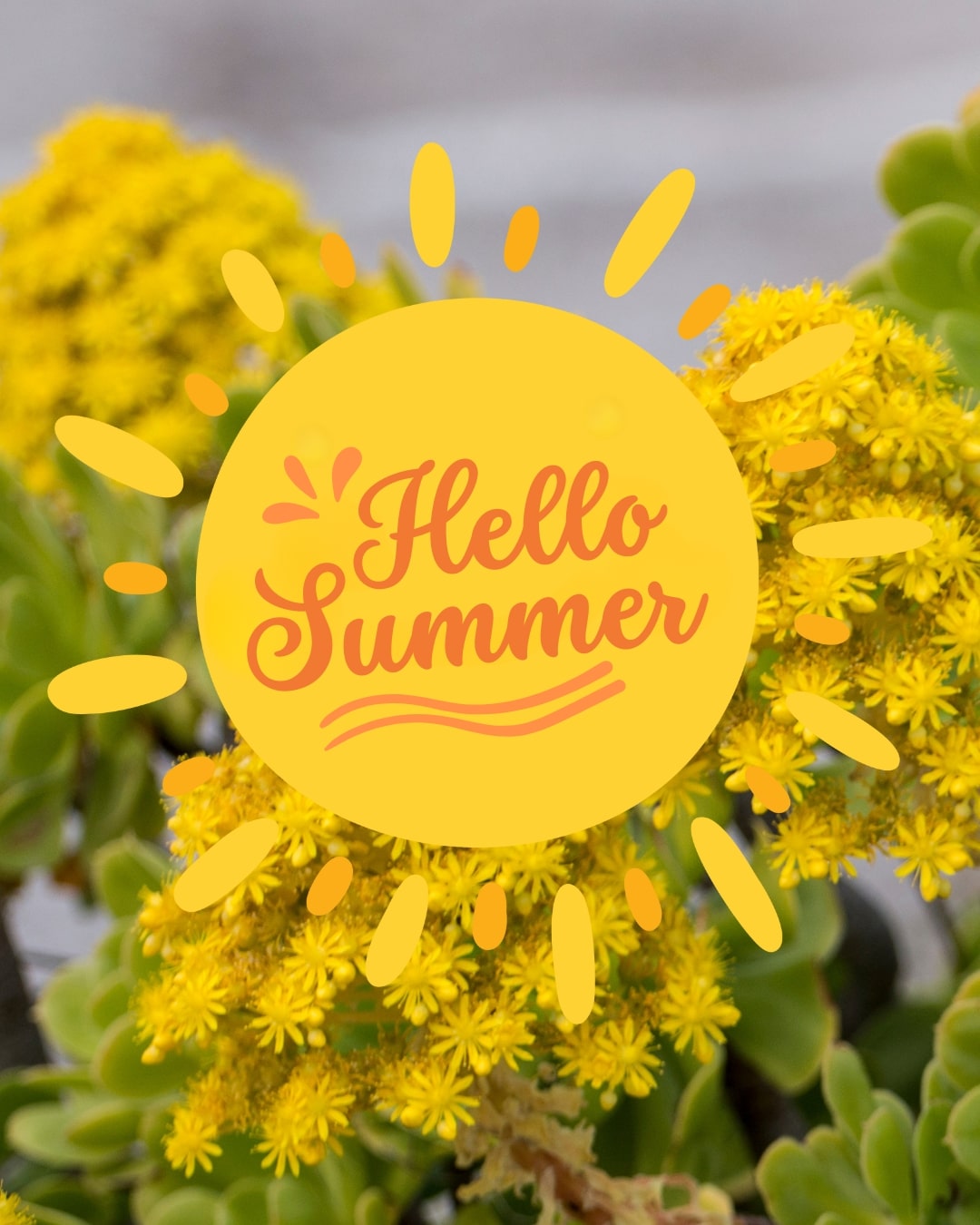 Bright yellow succulent flowers with a cheerful “Hello Summer” graphic overlay, featured on the Mudgee Succulents Australia homepage.