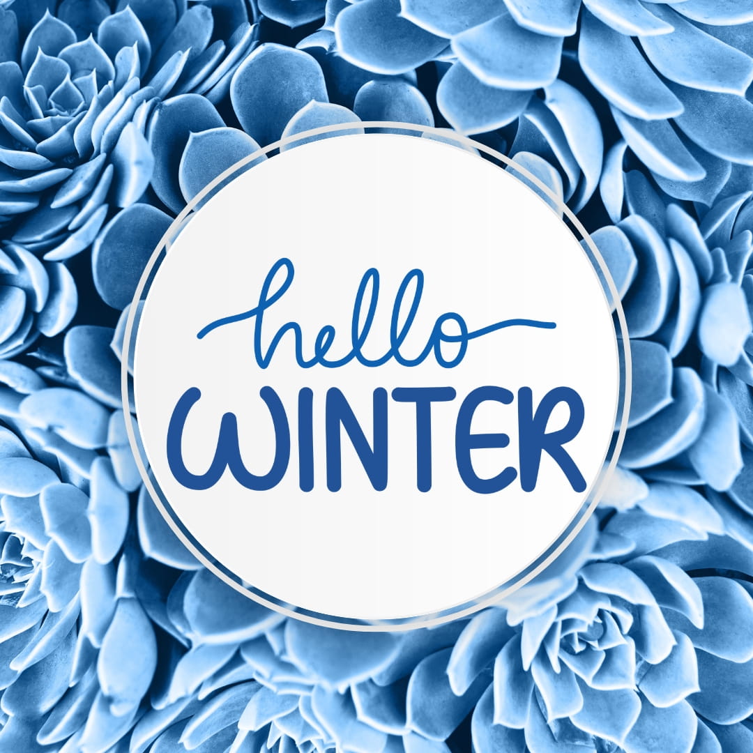 Blue succulent background with circular 'Hello Winter' design