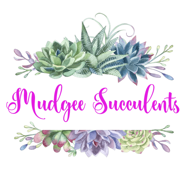 Mudgee Succulents home