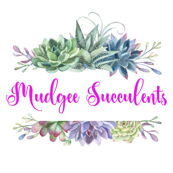 Mudgee Succulents