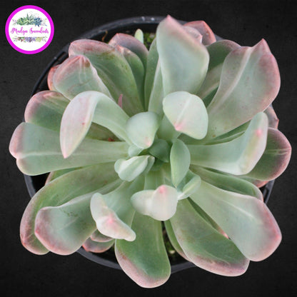 Succulent Plant - Pachyveria ‘Scheideckeri’ - Mudgee Succulents Online Shop 