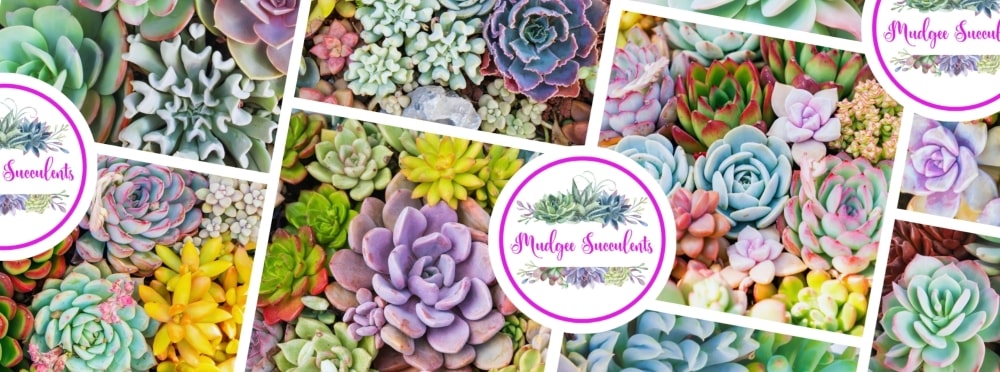 Colourful succulent collage design featuring the Mudgee Succulents logo, used as the wraparound artwork for the Mudgee Succulents ceramic mug.