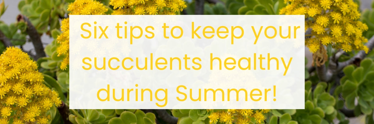 Banner reading “Six tips to keep your succulents healthy during Summer” over a background of bright yellow succulent flowers, featured on the Mudgee Succulents Australia website.