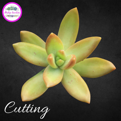 Succulent Cutting - Sedum adolphi - Mudgee Succulents Online Shop
