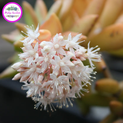 Sedum adolphi - Flowers - Mudgee Succulents Online Shop