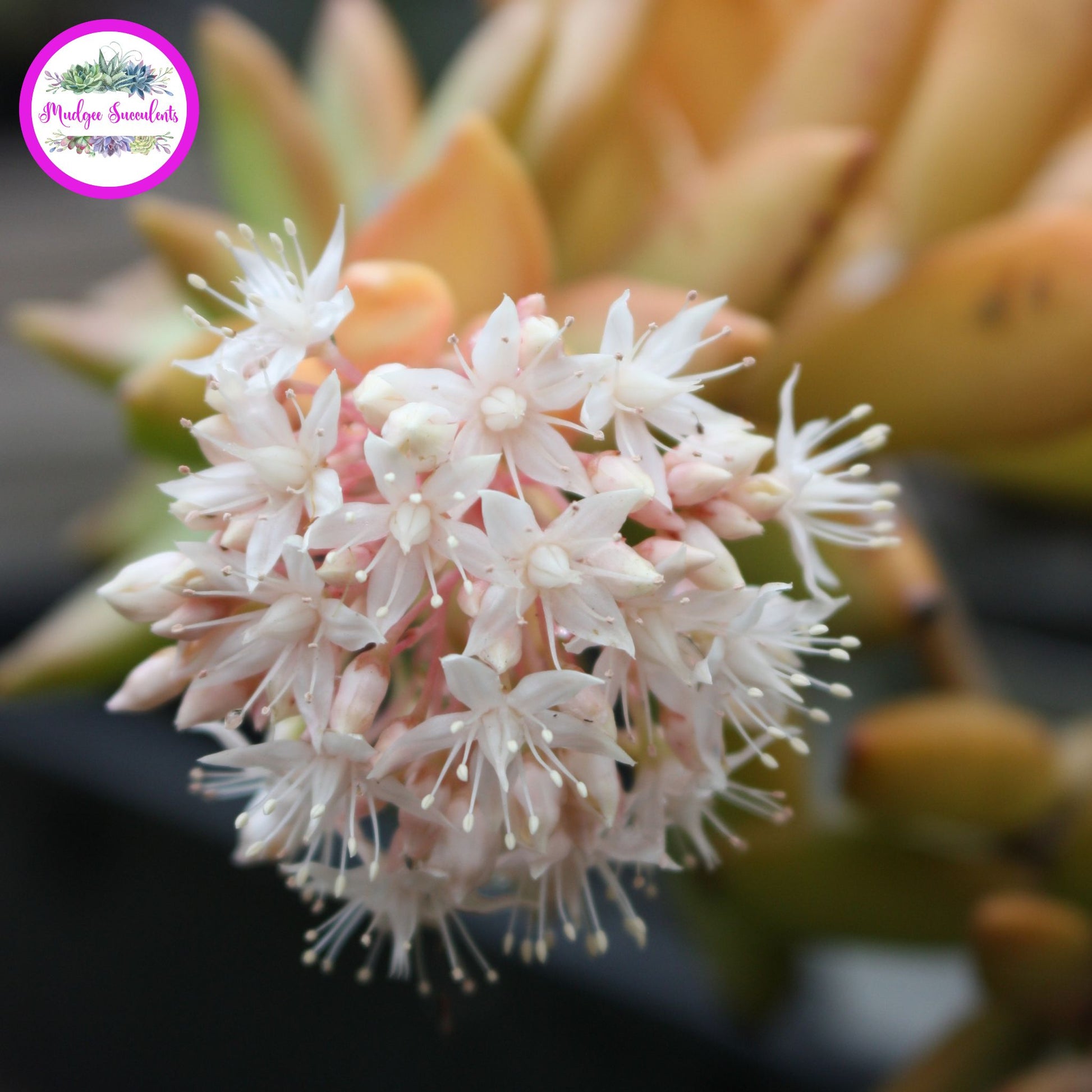 Sedum adolphi - Flowers - Mudgee Succulents Online Shop