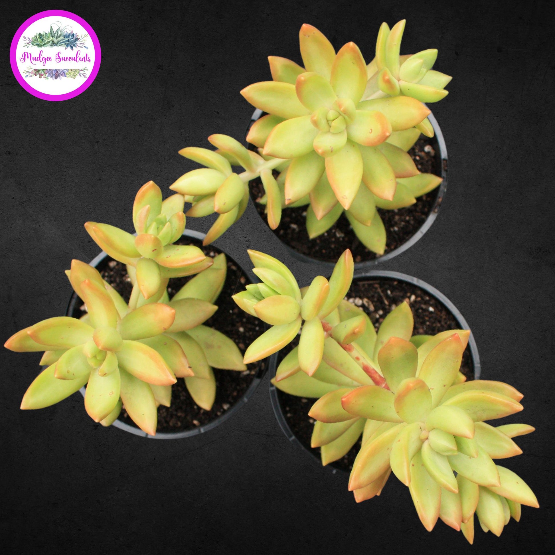 Succulent Plants - Sedum adolphi - Mudgee Succulents Online Shop