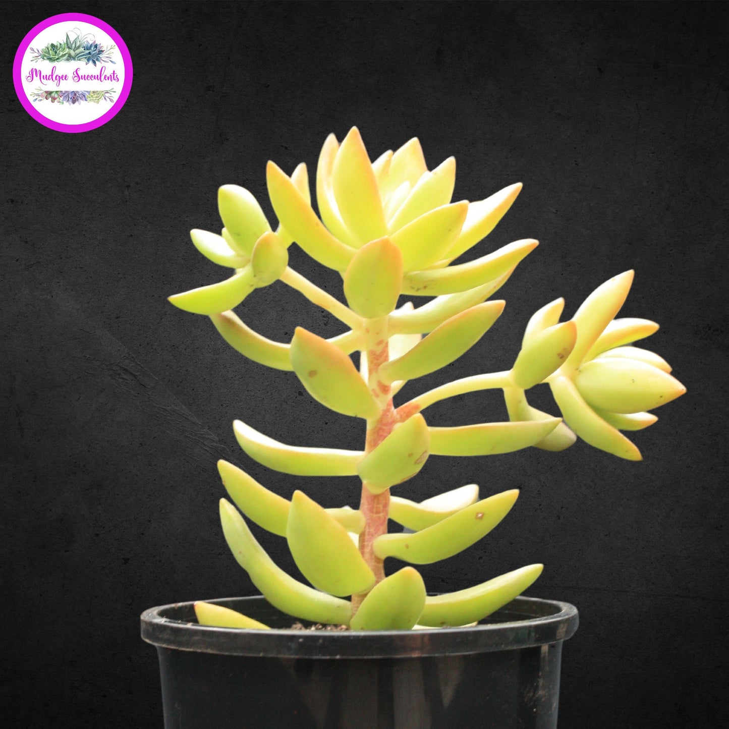 Succulent Plant - Sedum adolphi - Mudgee Succulents Online Shop