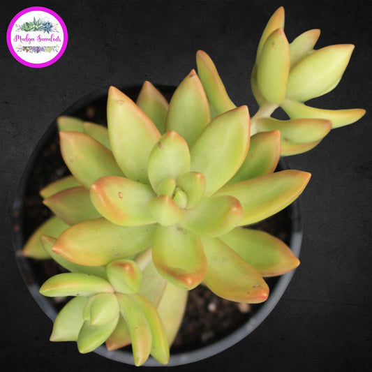 Succulent Plant - Sedum adolphi - Mudgee Succulents Online Shop