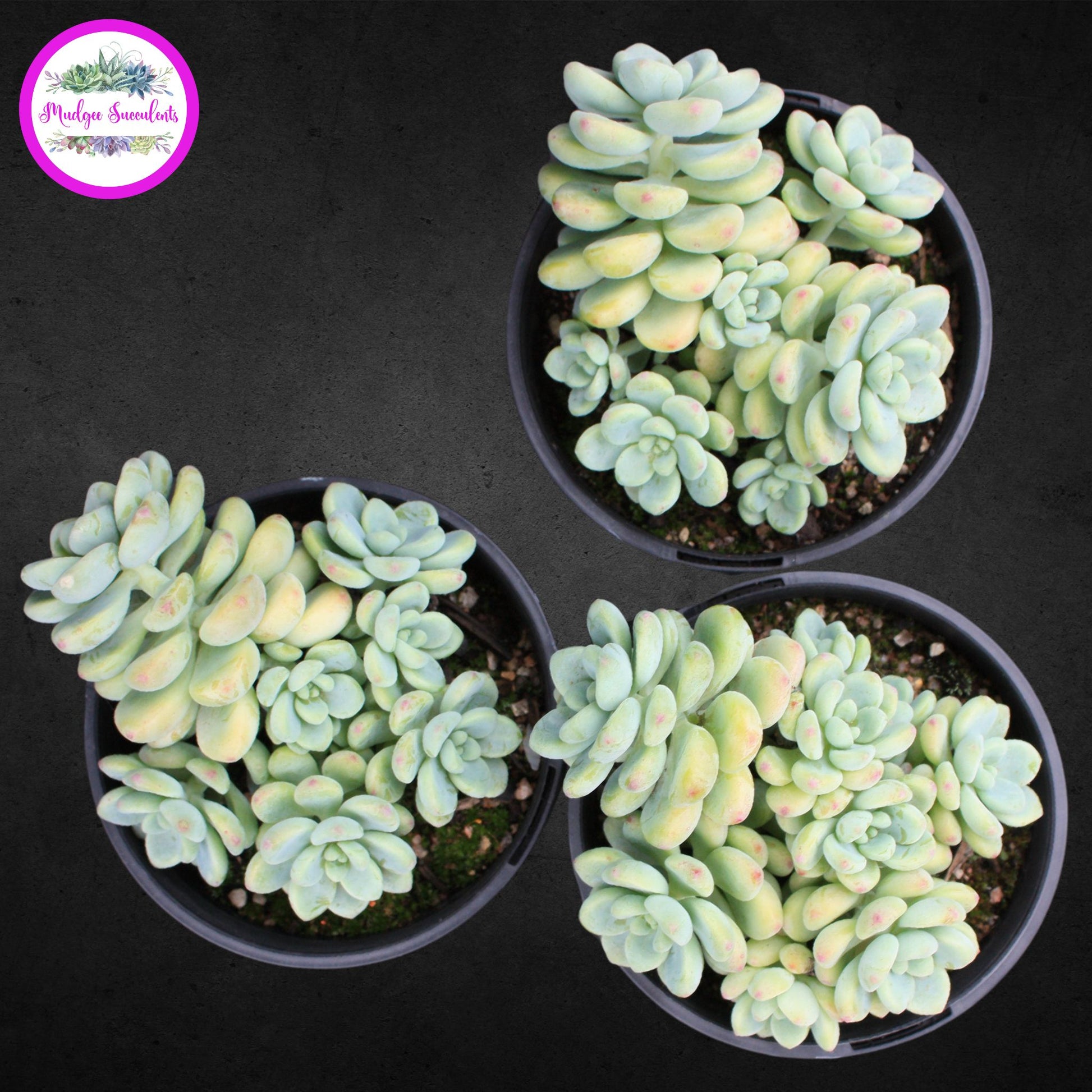 Succulent plants - Sedum clavatum - Mudgee Succulents Online Shop