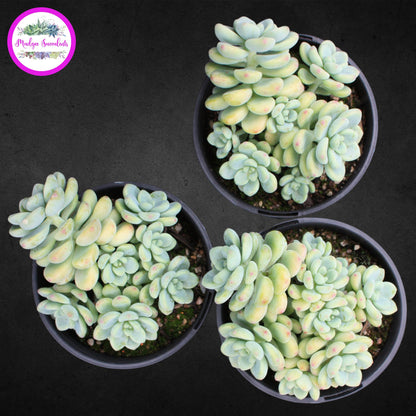 Succulent plants - Sedum clavatum - Mudgee Succulents Online Shop