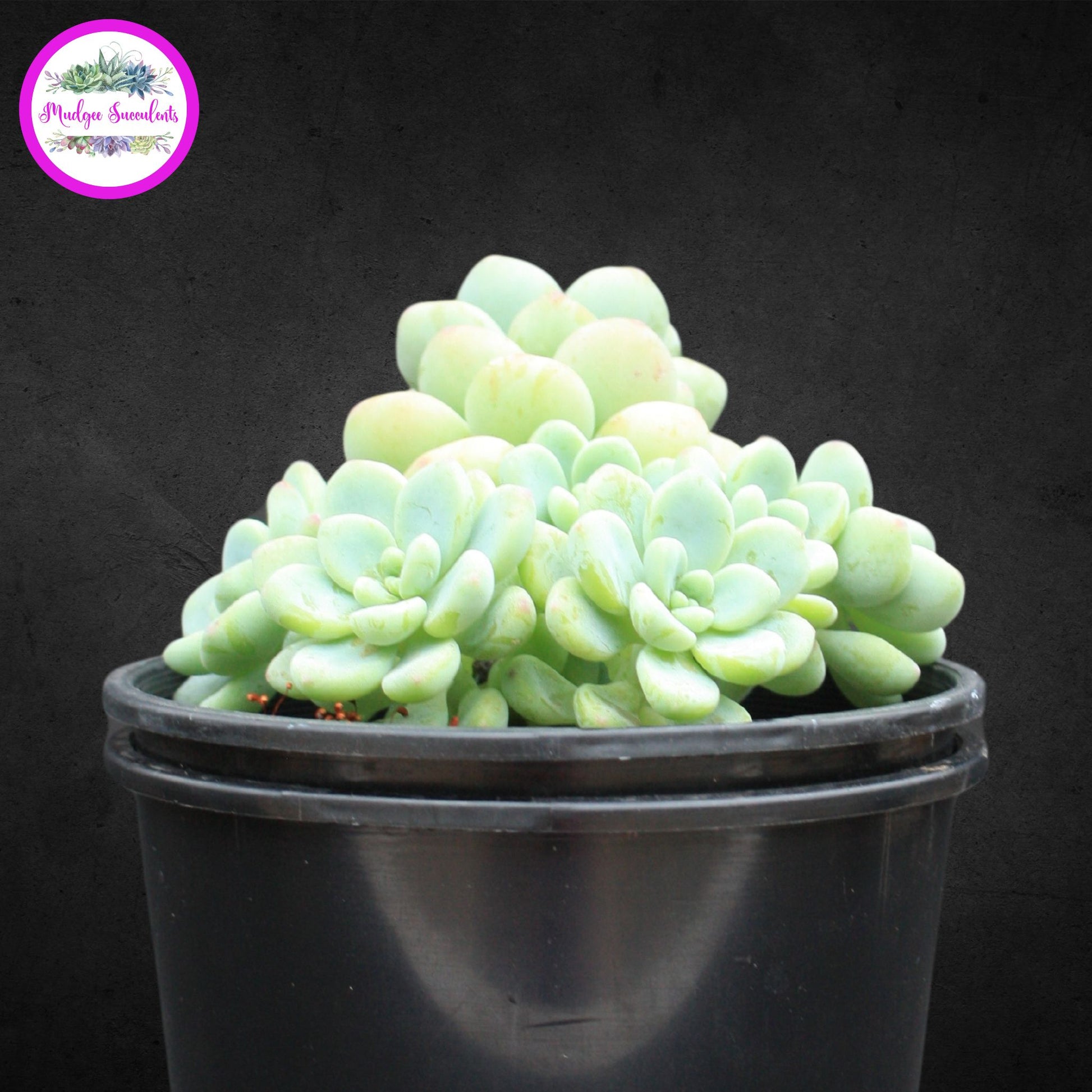 Succulent plant - Sedum clavatum - Mudgee Succulents Online Shop