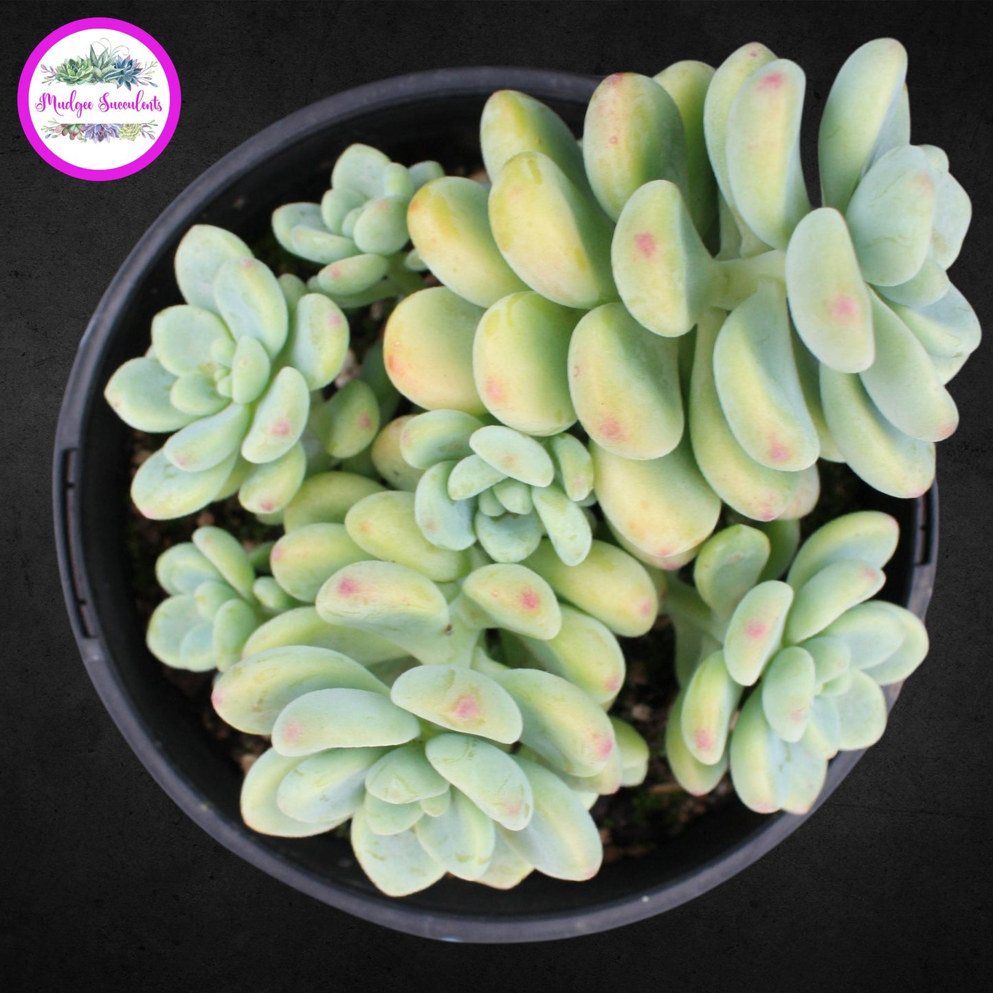 Succulent plant - Sedum clavatum - Mudgee Succulents Online Shop