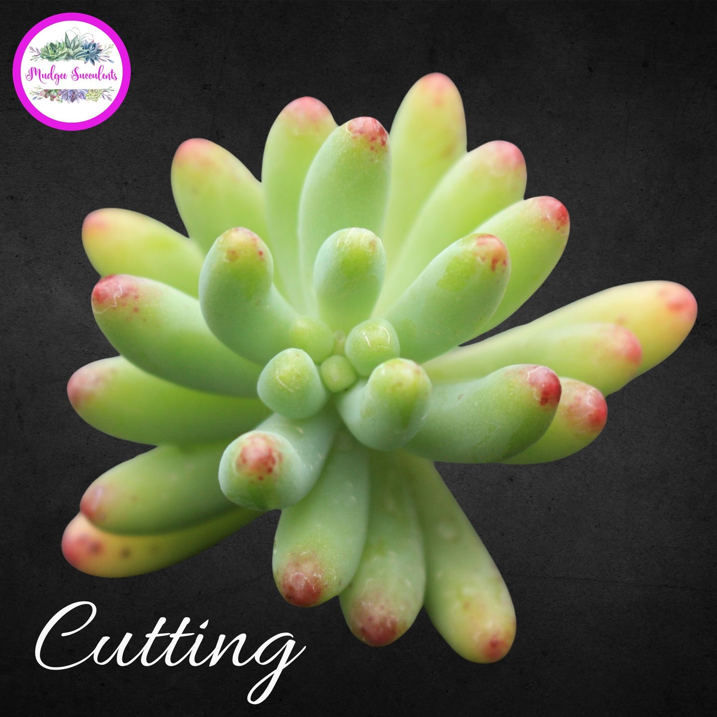 Succulent Cutting - Sedum pachyphyllum - Mudgee Succulents Online Shop