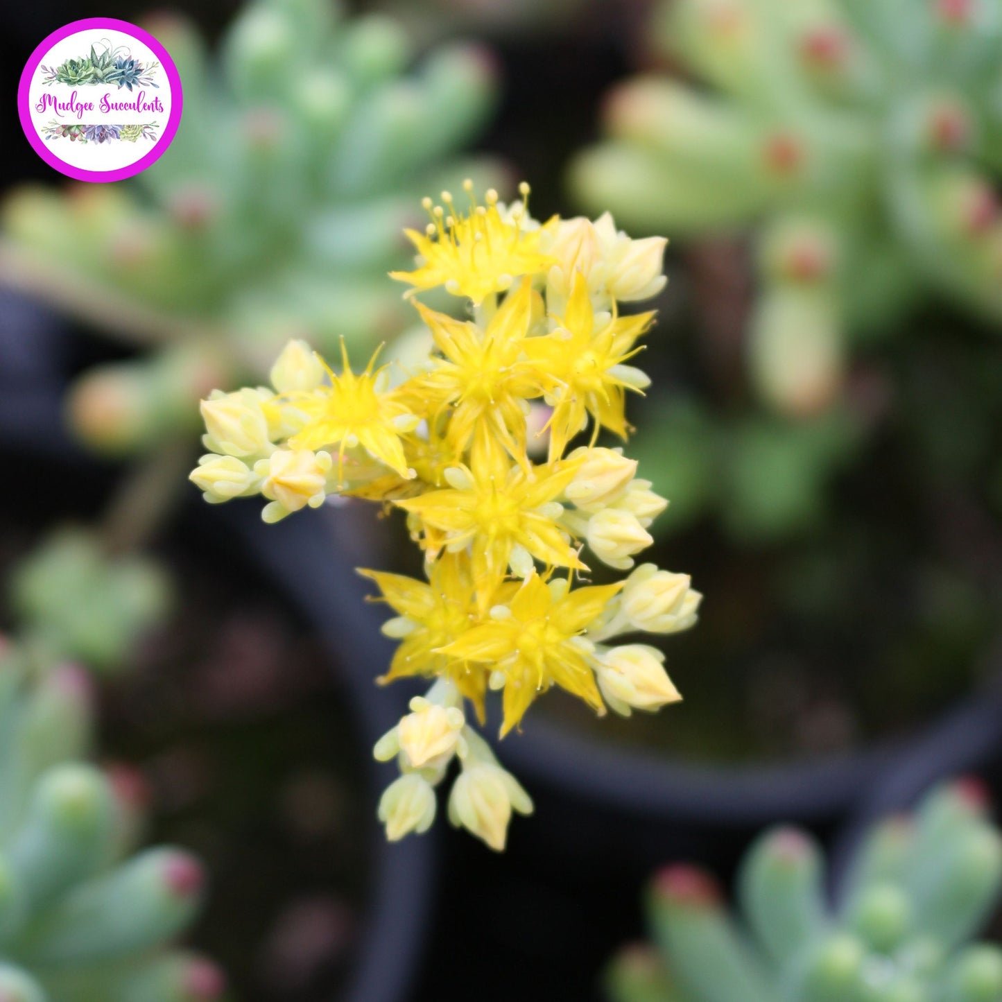 Succulent Flowers - Sedum pachyphyllum - Mudgee Succulents Online Shop
