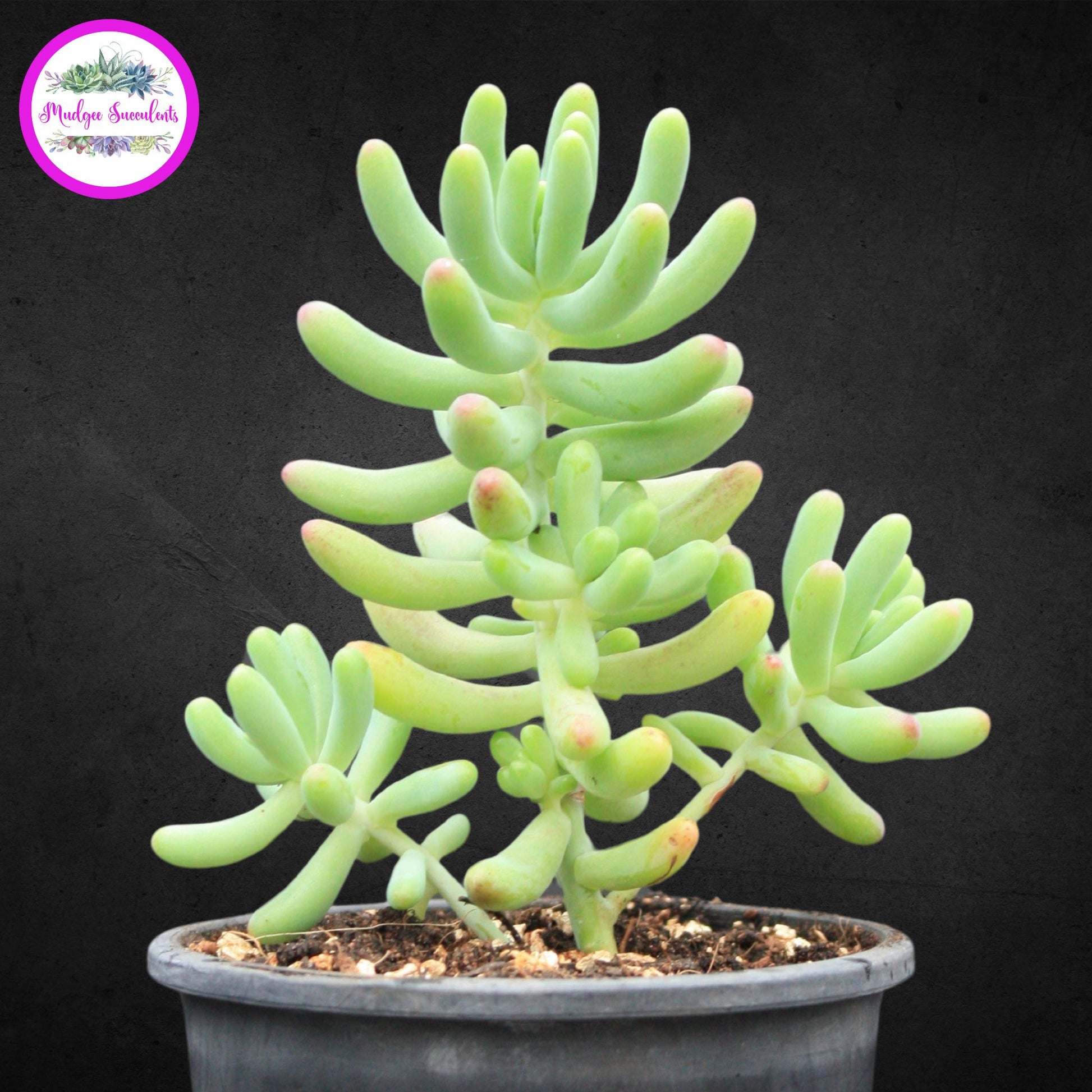 sedum pachyphyllum succulent Sedum pachyphyllum