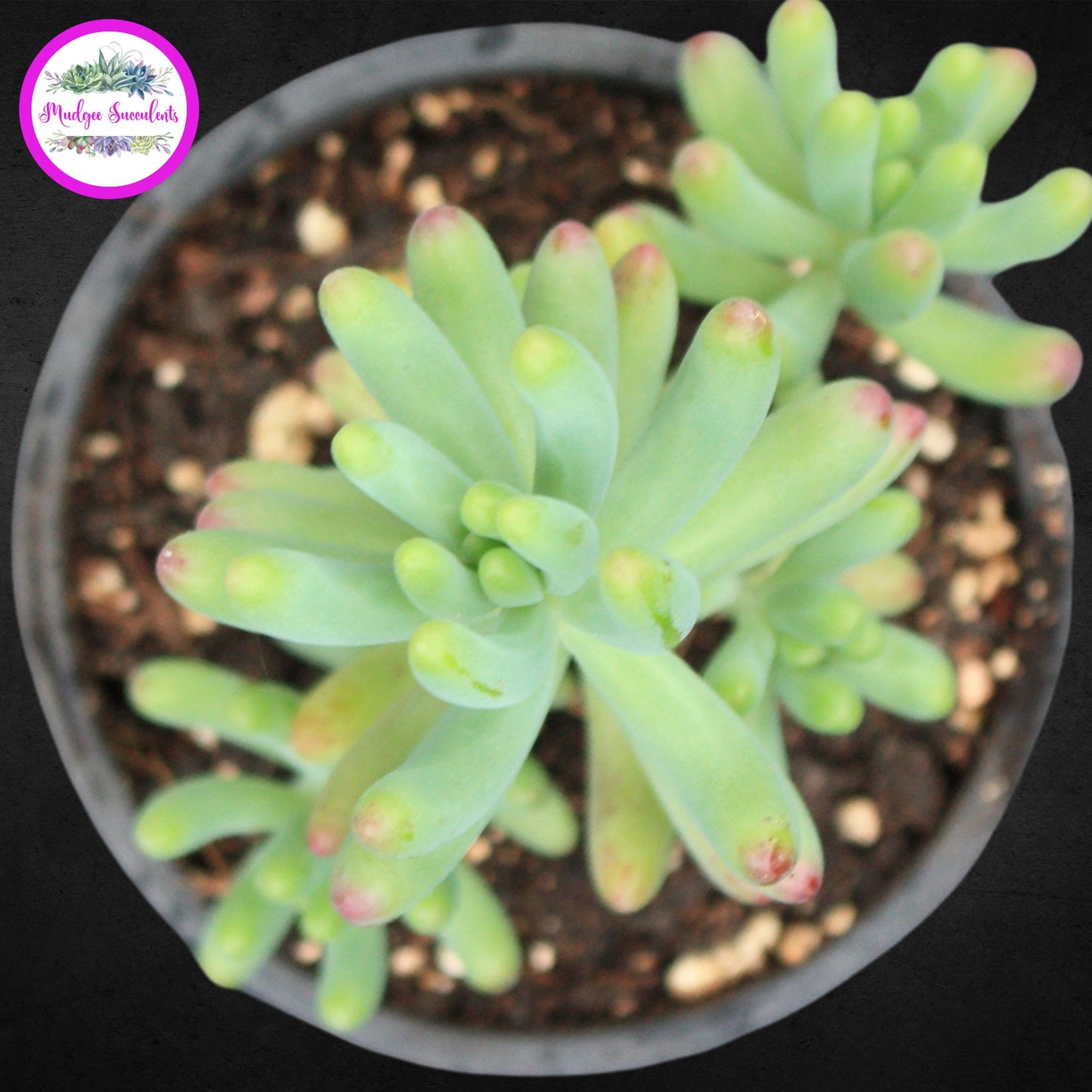 Succulent Plant - Sedum pachyphyllum - Mudgee Succulents Online Shop