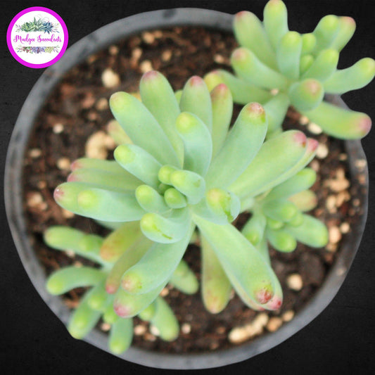 Succulent Plant - Sedum pachyphyllum - Mudgee Succulents Online Shop