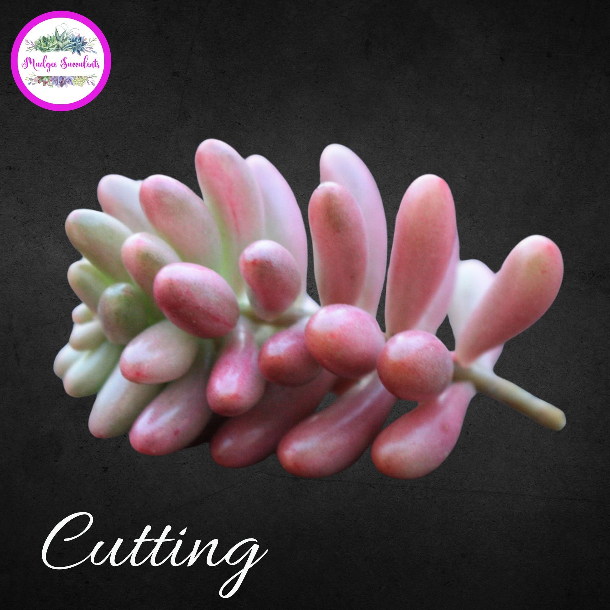 Succulent Cutting - Sedum rubrotinctum 'Aurora' - Mudgee Succulents Online Shop