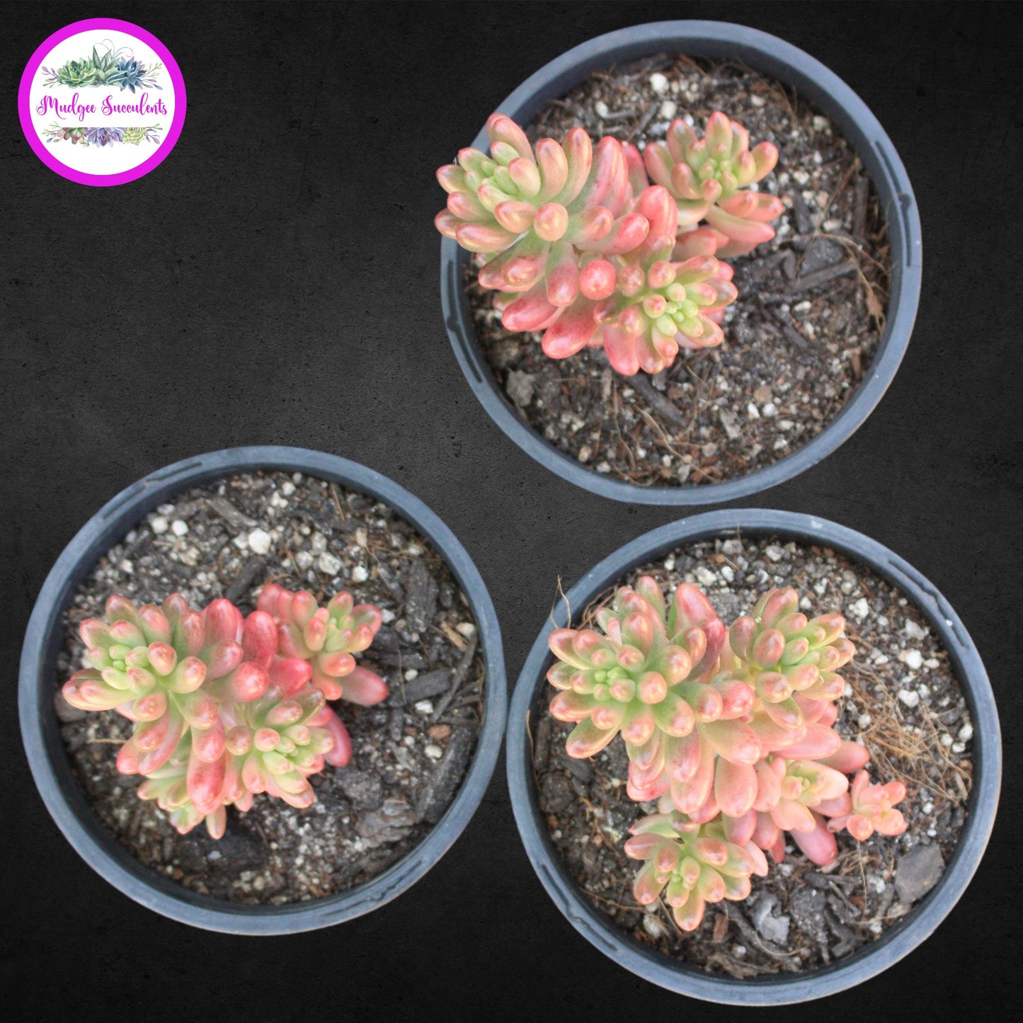 Succulent Plant - Sedum rubrotinctum 'Aurora' - Mudgee Succulents Online Shop