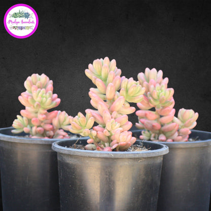 Succulent Plants - Sedum rubrotinctum 'Aurora' - Mudgee Succulents Online Shop