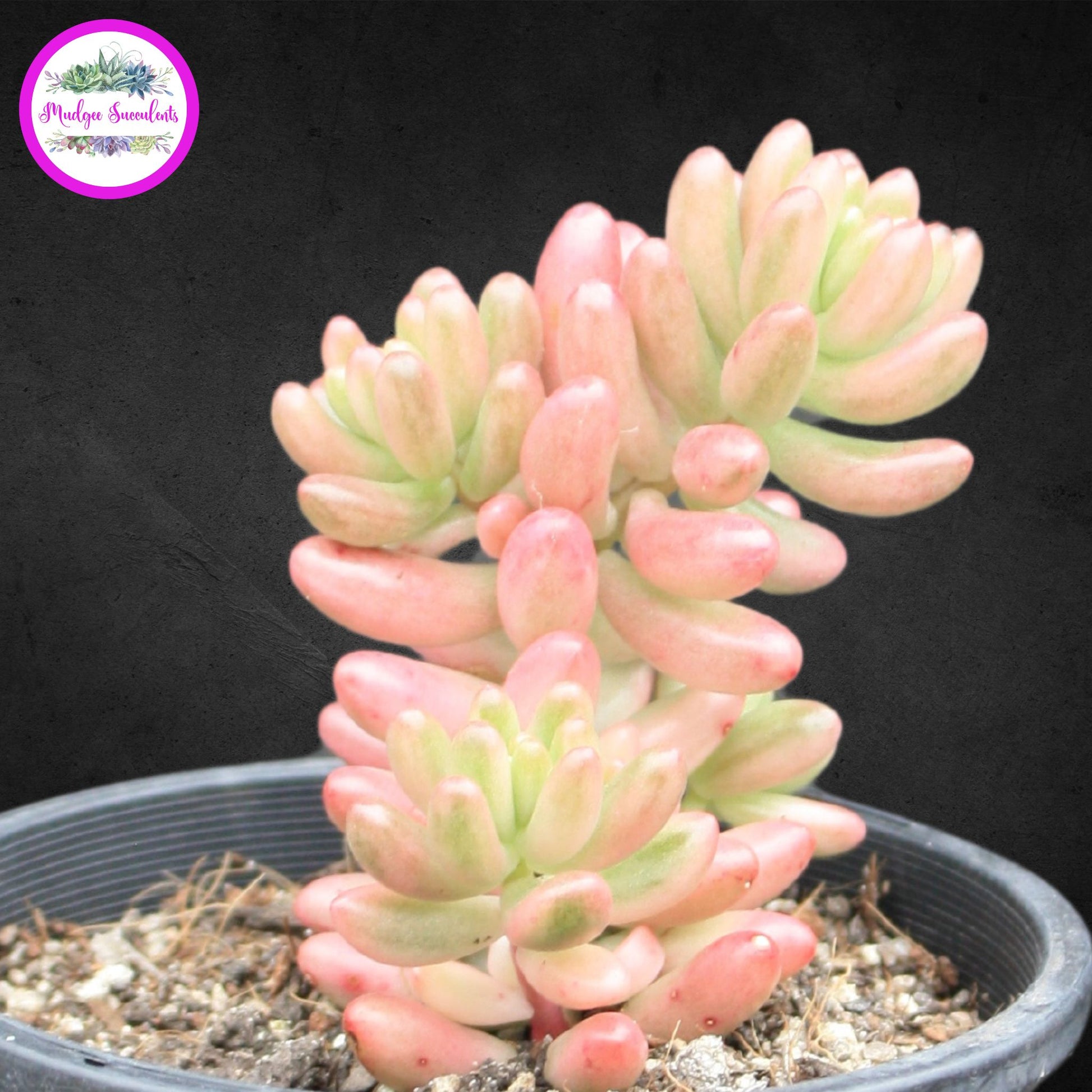 Succulent Plant - Sedum rubrotinctum 'Aurora' - Mudgee Succulents Online Shop