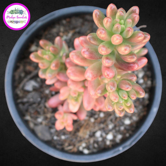 Succulent Plant - Sedum rubrotinctum 'Aurora' - Mudgee Succulents Online Shop