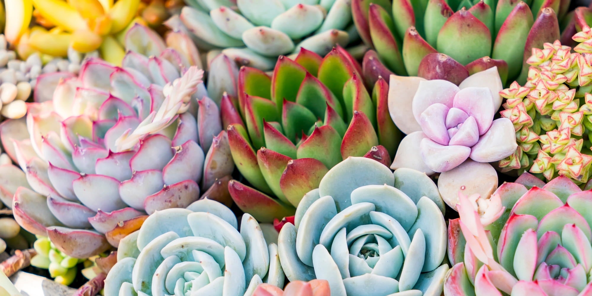 Colourful assortment of pastel and green succulent plants in spring colours