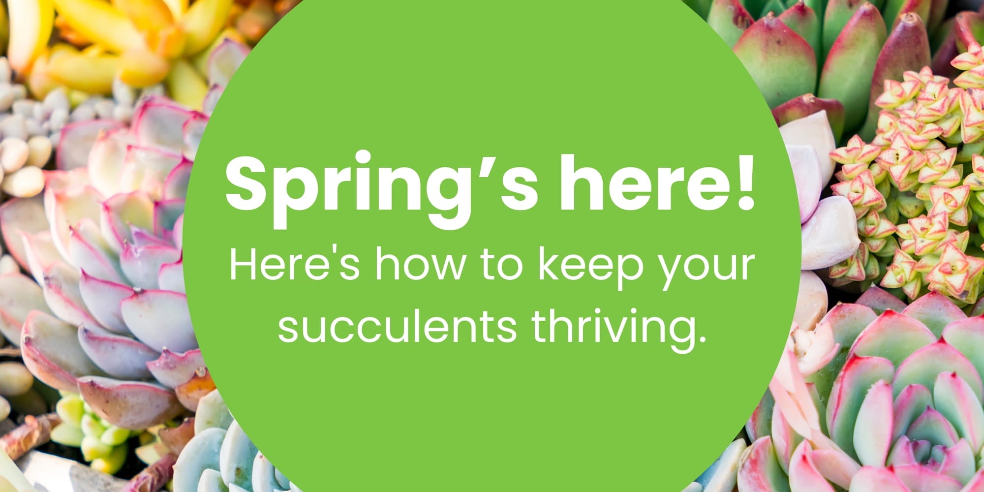 Colourful spring succulents with text reading ‘Spring’s here! Here’s how to keep your succulents thriving.'