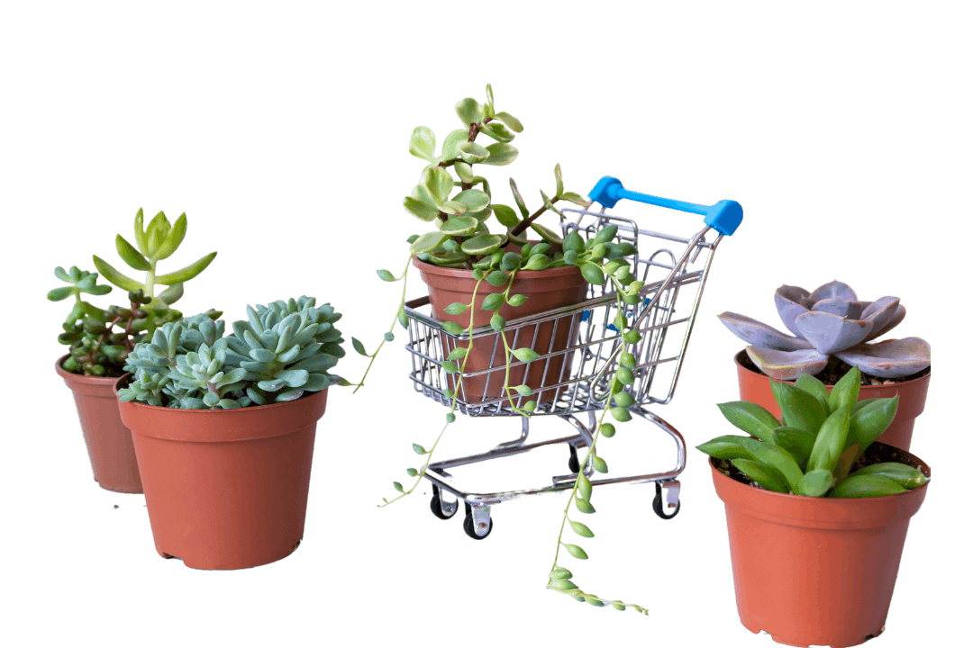 Miniature succulents in pots surrounding a miniature shopping trolley featuring a miniature succulent in the trolley.