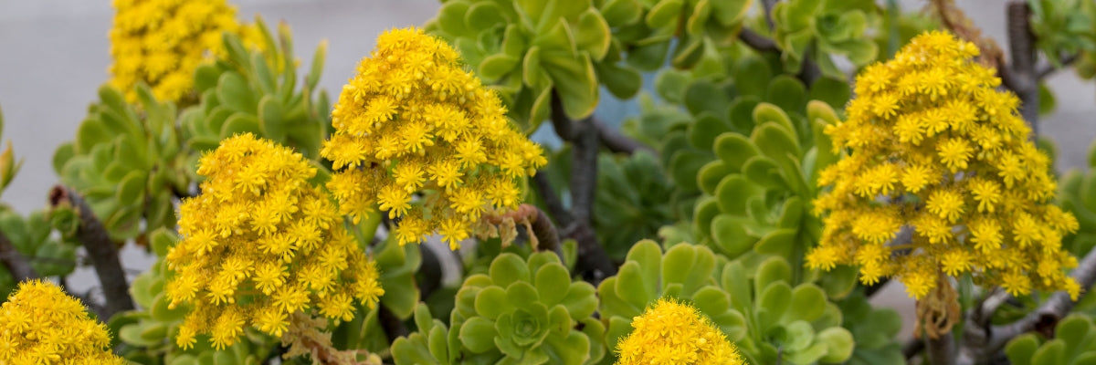 Cluster of bright yellow succulent flowers and lush green rosettes featured in the summer-themed footer on the Mudgee Succulents Australia website.