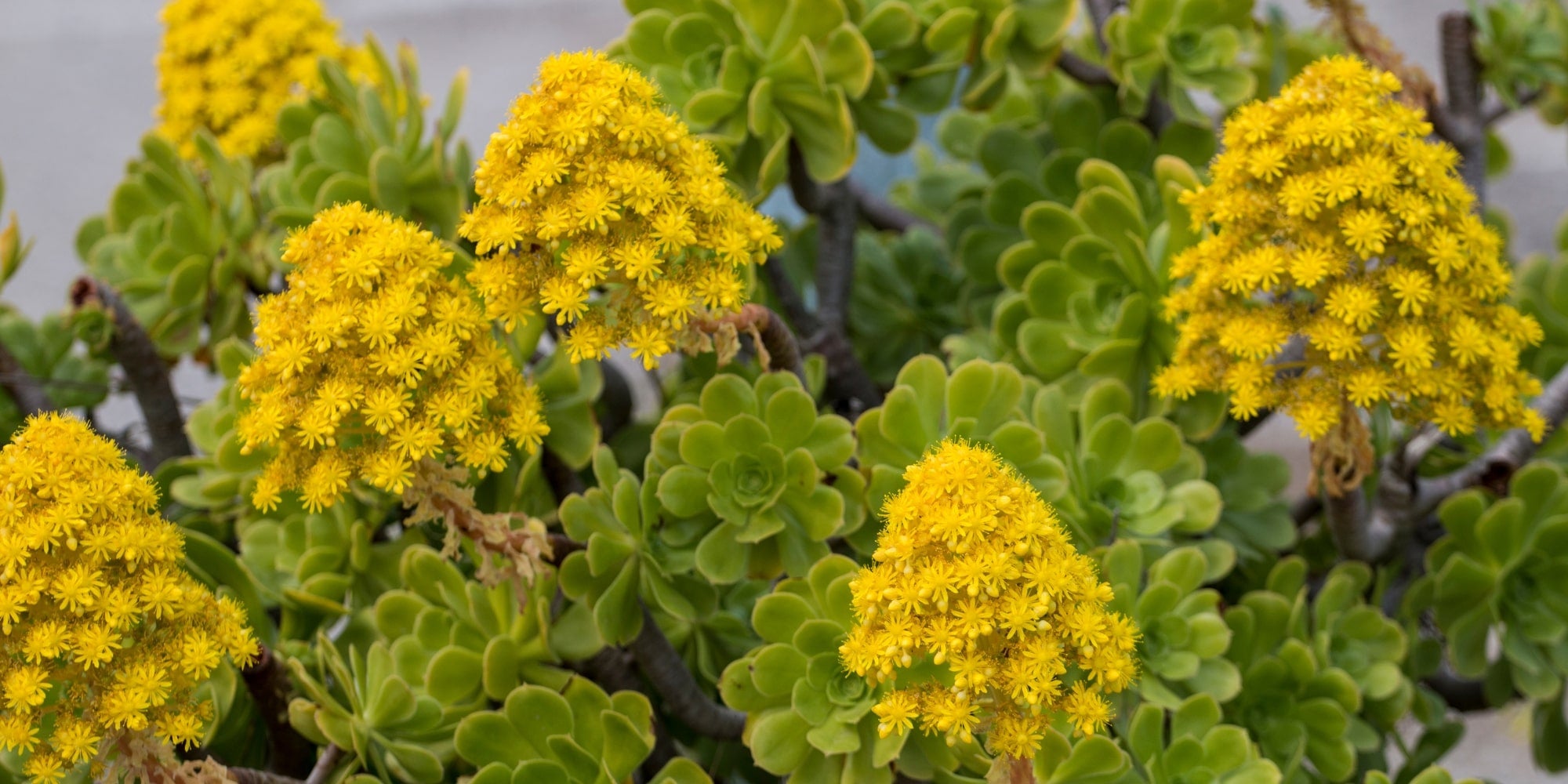 Cluster of bright yellow succulent flowers and lush green rosettes featured in the summer-themed footer on the Mudgee Succulents Australia website.
